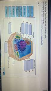 Can you label the structures of a plant cell? Can You Label The Structures Of An Animal Cd To Chegg Com