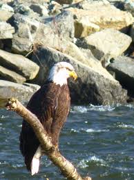 Birds Of Western Washington State Pin By Marcie Lozeau On My Photography Washington Usa Bald Eagle Northwest Usa