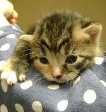 Cat Diarrhea Best