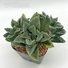 Image result for Priva curtisiae