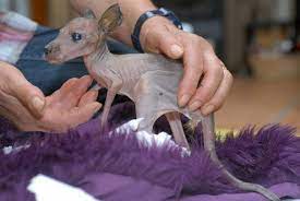 These 15 Animals Without Hair Are Barely Recognizable Hairless Animals Animals Baby Animals