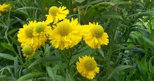 Helenium Sneezeweed Gold Flowers Herbaceous Perennials Xeriscape