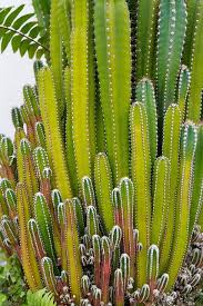 img 3251 succulents cactus plants cactus