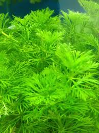 Image result for Limnophila crassifolia