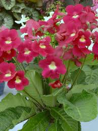 Image result for Streptocarpus