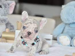 Lambo Our Lilac Merle Male He S Available To A Loving Home Www Poeticfrenchbulldogs Bulldog Puppies French Bulldog Puppies Bulldog Puppies For Sale
