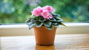 Tumbuhan berbunga, angiosperma, atau anthophyta (tumbuhan bunga) atau magnoliophyta (tumbuhan sekerabat dengan magnolia) adalah kelompok terbesar tumbuhan yang hidup di daratan. 5 Tanaman Hias Indoor Yang Mudah Berbunga