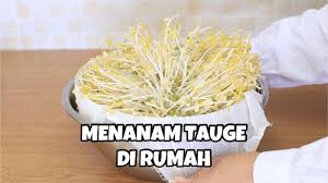 Tumis bumbu halus hingga mengeluarkan aroma sedap. Cara Menanam Tauge Di Rumah Dengan Mudah Youtube