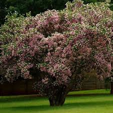 Image result for Dais cotinifolia