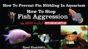 How To Prevent Fin Nipping How To Stop Fish Aggression Youtube