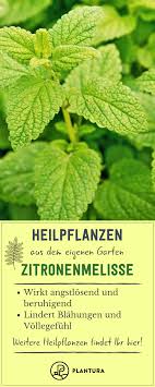 Die 10 Besten Heilpflanzen Aus Dem Eigenen Garten Heilpflanzen Pflanzen Krauter Anpflanzen