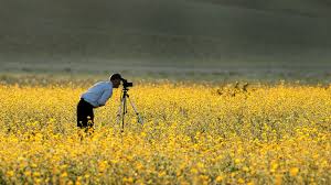 You probably recognize the name lake elsinore from a few springs ago during that massive super bloom. Super Bloom 2019 Where And When To See The Showstopping Wildflower Displays In California And Arizona