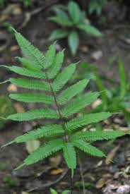 Image result for Pteris preussii
