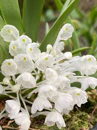 Image result for Podangis dactyloceras