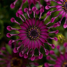 Image result for foto Osteospermum
