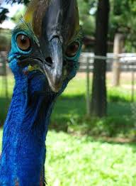 Kiwi Emu Birds That Cannot Fly Cassowary Animals Wild Cassowary Weird Animals