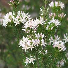 Image result for Tetragonia calycina