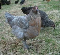 Olive Eggers Olive Egger Pullets Sisters Blue And Normal Pet Chickens Beautiful Chickens Olive Egger