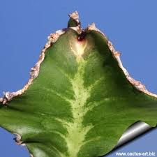 Image result for Euphorbia halipedicola