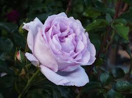 But the conceited man did not hear him. Photo Of The Bloom Of Rose Rosa La Rose Du Petit Prince Posted By Sunnyvalley Garden Org
