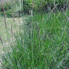 Image result for Anthephora