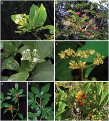 Image result for Chazaliella abrupta