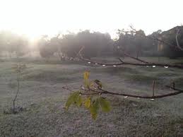 O fenômeno se confirma a partir dos estragos em lavouras. Temperaturas Despencam Ainda Mais Em Curitiba E Ha Previsao De Geada Bem Parana