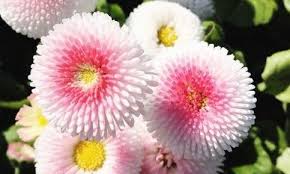 Steep the flowers in hot water for five minutes. Edible Flowers 5 Flowers You Can Eat Edible Flowers List Of Edible Flowers Edible Flowers Recipes