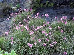 Image result for Xerophyta zimbabwensis