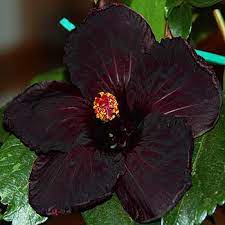 Pin On Hibiscus Roses Of Sharon
