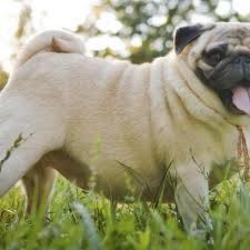The breed has a fine, glossy coat that comes in a variety of colours, most often light brown. Pugs Are Anatomical Disasters Vets Must Speak Out Even If It S Bad For Business Anonymous The Guardian