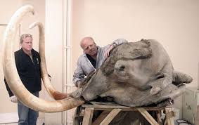6 Extinct Animals That Could Be Brought Back To Life Extinct Animals Animals Mammoth
