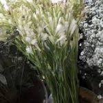 Check spelling or type a new query. Bunga Yang Sesuai Ditanam Di Pemakaman Dan Mudah Perawatannya Ilmubudidaya Com