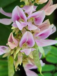 Image result for Abrus fruticulosus