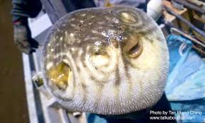 Ikan buntal adalah salah satu ikan yang banyak dijadikan sebagai ikan hias karena memiliki bentuk yang lucu. Pufferfishes Talk About Fish