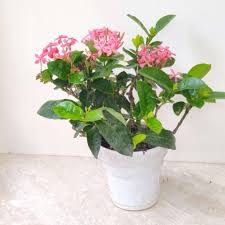 Image result for Ixora sp. A