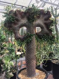 Pachypodium Lamerei F Cristata Crested Madagascar Palm World Of Succulents Cactus House Plants Plants Succulents