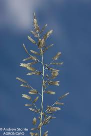 Image result for Eragrostis aethiopica