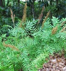 Image result for Osmunda regalis