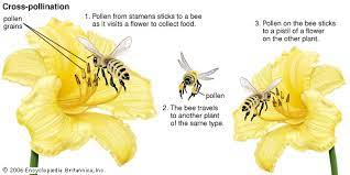 Bees start pollinating plants by landing on flowers. Cross Pollination Description Mechanisms Facts Britannica
