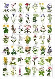 British Wild Flowers Identification Chart Nature Poster British Wild Flowers Flower Identification Chart Flower Identification