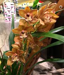 So, how can you be a floral mastermind from the comfort of your own home? Supermarket Orchids Less Temperamental Easier To Nurture The Daily World
