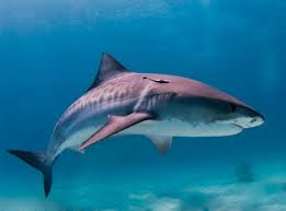 Sharks: Streamlined Swimmers – Harvard Museums of Science & Culture