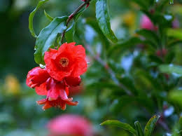 Round green fruit plant, bonsai tree pomegranate fruit root, 2017+ green + pomegranate tree, maple, orange png. Grow Pomegranates In Hot Dry Climates Garden Of Luma