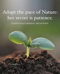 Nature doesn't rush, yet everything gets done. The seed becomes a tree, the  seasons shift, and life unfolds in its own time. There's a quiet wisdom in  learning to trust the process,