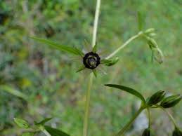 Image result for Swertia erosula