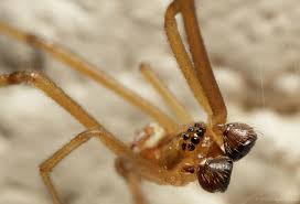We did not find results for: Male Juvenile Black Widow By Stephen Philips Jungledragon