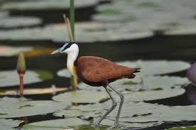 Airport bird control minimizes bird strikes and danger to aircraft and passengers. Bird Wildlife Pool Free Photo On Pixabay