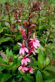 Image result for foto Lobelka