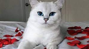 Misschien Heeft Deze Kat Wel De Mooiste Ogen Ter Wereld Mooie Katten Mooie Kat Katten